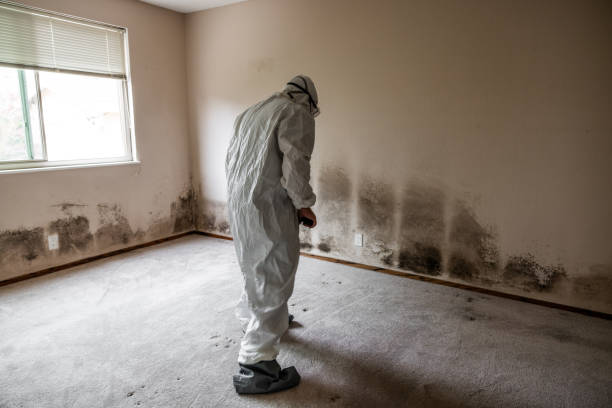 Mold Removal for HVAC Installations in Felton, CA